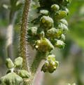 آمبروسیا معمولی